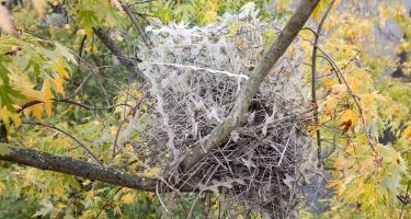 An empty magpie nest made of metal anti-bird spikes and small twigs rests on a tree branch. The background is filled with yellow and green leaves of the tree.