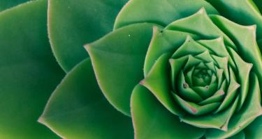 Succulent closeup