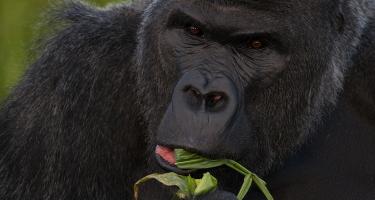 The Western Lowland Gorilla, a critically endangered species, is eating vegetation at the Bristol Zoo.