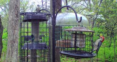 Citizen science projects like eBird allow people to log observations of bird species