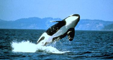 A black and white orca breaches choppy ocean waves with a splash.