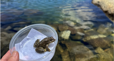 Frog in a cup in front of a lake. 