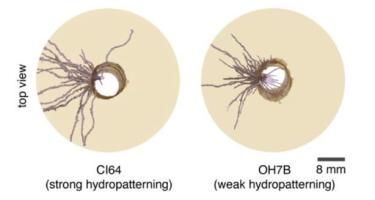 Figure of maize roots demonstrating either strong or weak hydropatterning ability.