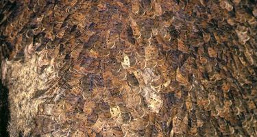 Migrating Bogong moths huddled together