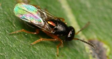 A detailed photograph of a tiny Tachinaephagus zealandicus parasitoid wasp on the surface of a bright green leaf.
