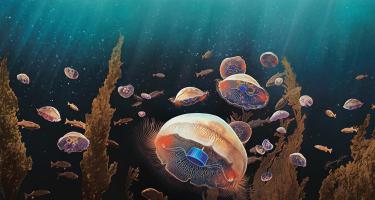 Jellyfish illustration