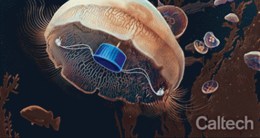 Live jellyfish fitted with microelectronics that stimulate fast and efficient swimming.