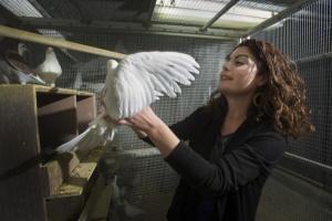 Biologist Rebecca Calisi with a pigeon