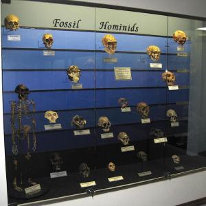 Fossil hominid skull display at the Museum of Osteology
