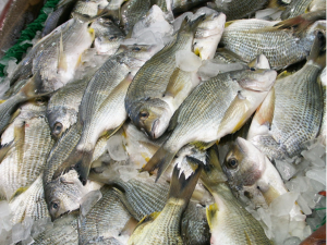 A photo of fish at a fish market.