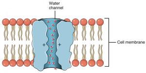 Biological transport channels like aquaporins provide a template for research on synthetic precision nanopores designed to selectively filter solutes in water. 