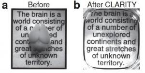 CLARITY turns the mouse brain (left) transparent (right). Quote from Ramón y Cajal.  Credit: Kwanghun Chu and Karl Deisseroth..