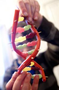 Jelly babies + licorice whips = DNA. Credit: Mark Lorch