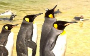 King penguins tagged with flipper bands. 