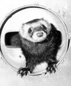 Felicia the ferret in happier times (1971).  Credit: Fermilab
