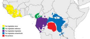 Pan range. The red blob is where bonobos live. The other colors show ranges of chimp species.