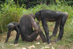 Pan paniscus, aka bonobo.  Credit: Pierre Fidenci