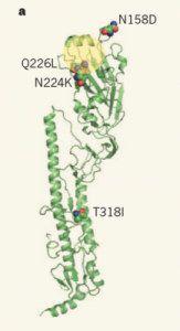 H5N1 haemagglutinin. The labels show new mutations with human affinity. The protein attaches to human cells at the yellow area.