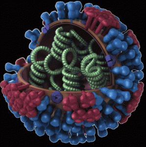 The flu virus. H protein in red and N protein in blue. Credit: CDC