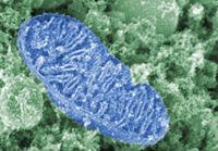 A mitochondrion. Credit: NIH