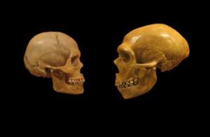 Modern human v. Neanderthal at the Cleveland Museum of Natural History.Credit: hairymuseummatt, 2008