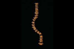The spine in the parking lot. Credit: University of Leicester.