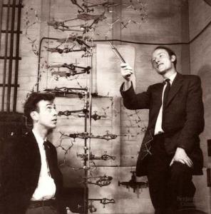 Watson and Crick with their DNA model, 1953. Credit: Gonville and Caius College, Cambridge