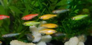 Danio rerio, genetically engineered. Credit: www.glofish.com