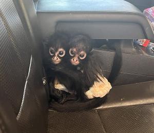 Two infant spider monkeys in diapers sit in a passenger vehicle.