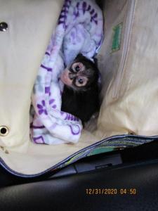 An infant spider monkey is shown hidden in the bottom of a purse.