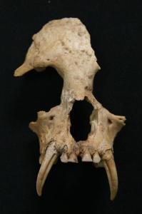 A partial gibbon skull against a black backdrop