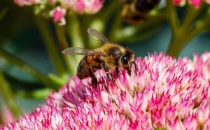 A bee pollinating a flower.