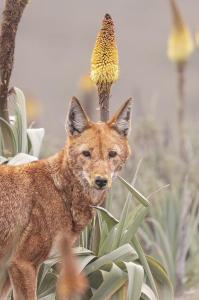 A small red wolf with bright yellow pollen on its muzzle looks into the camera, with a stalk and cone of the red hot poker flower visible behind it.