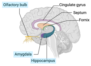 A simple schematic showing the relevant human inner brain structures with white background. The amygdala (emotion center) is located near the hippocampus (memory center), and both of them are close to the olfactory bulb (smell center).