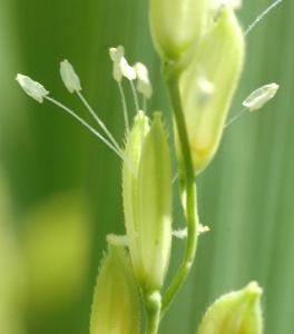 Green pods with fine hairs are aligned along a green stem. The pods are split open vertically and thin white filaments with thick white heads poke out in various directions.