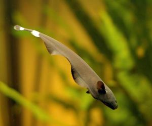 The weakly electric black ghost knifefish is inspiring new types of underwater robots. Courtesy of Malcolm MacIver/Northwestern 