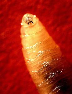 A close-up photograph of a New World screwworm larva, showcasing its cylindrical, tapered body.