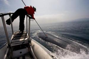 Tagging a blue whale