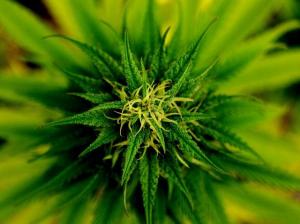 Marijuana flower