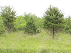 Photo of reforested site at Flight 93 National Memorial