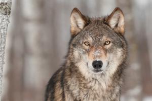 Wolf image via Shutterstock