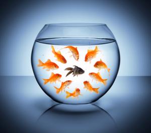 Goldfish bowl image via Shutterstock