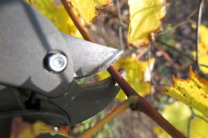 Vine pruning image via Shutterstock