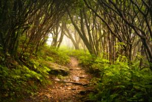 Forest image via Shutterstock
