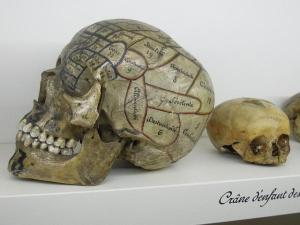 Phrenology skull in museum