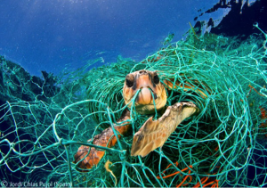 Sea turtle in net