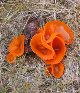 Cup Fungus