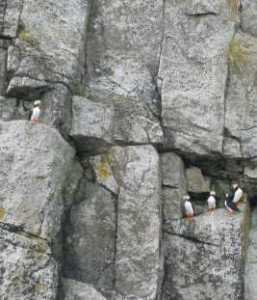 Horned Puffins